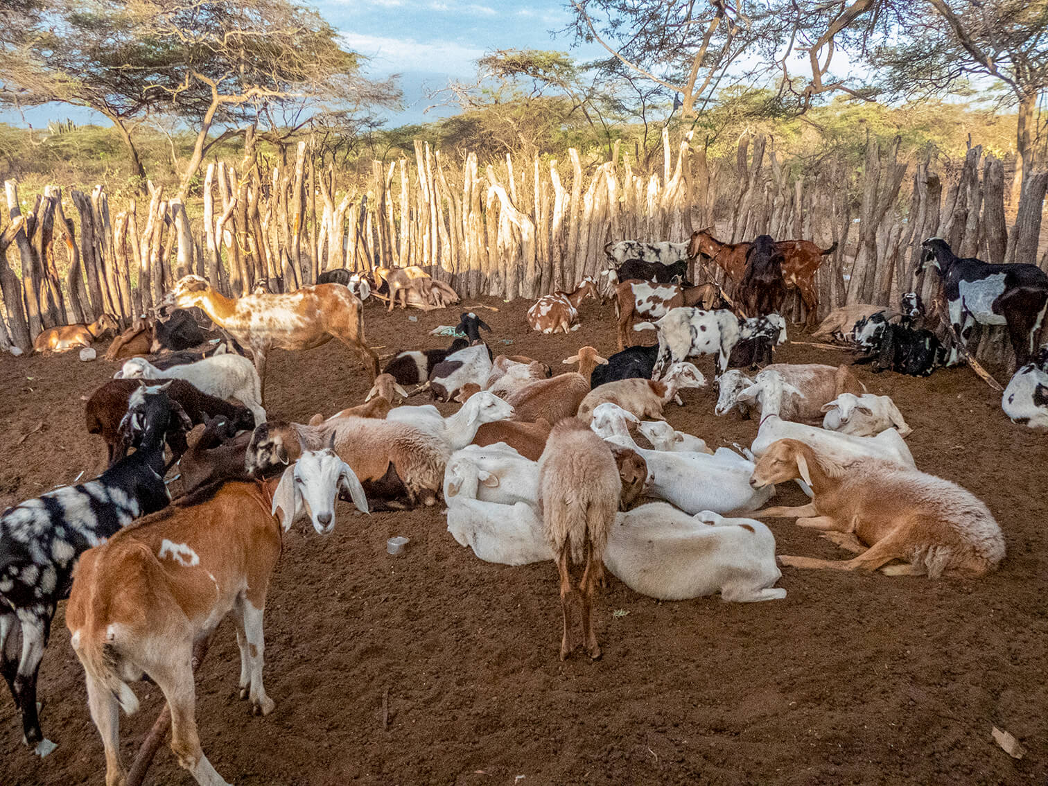 Un rebaño de chivos en un corral de maderos espera salir al pastoreo en el resguardo indígena La Parcela en Maicao, Guajira.