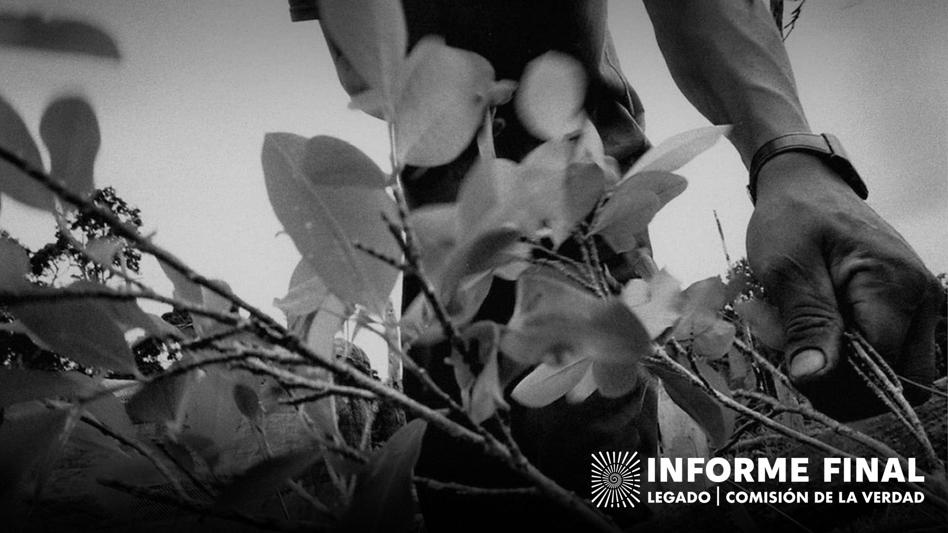 Cosecha de coca. «Esta familia de cuatro integrantes maneja una finca cocalera. Con la ayuda de familiares y vecinos, siembran, cosechan y producen pasta de coca que se utiliza para la producción de cocaína. Ganan alrededor de USD$1000 anuales, después de gastos. Algunas de sus principales preocupaciones son las fumigaciones del gobierno, redadas de la policía, y hostigamientos tanto de la guerrilla como de grupos paramilitares».