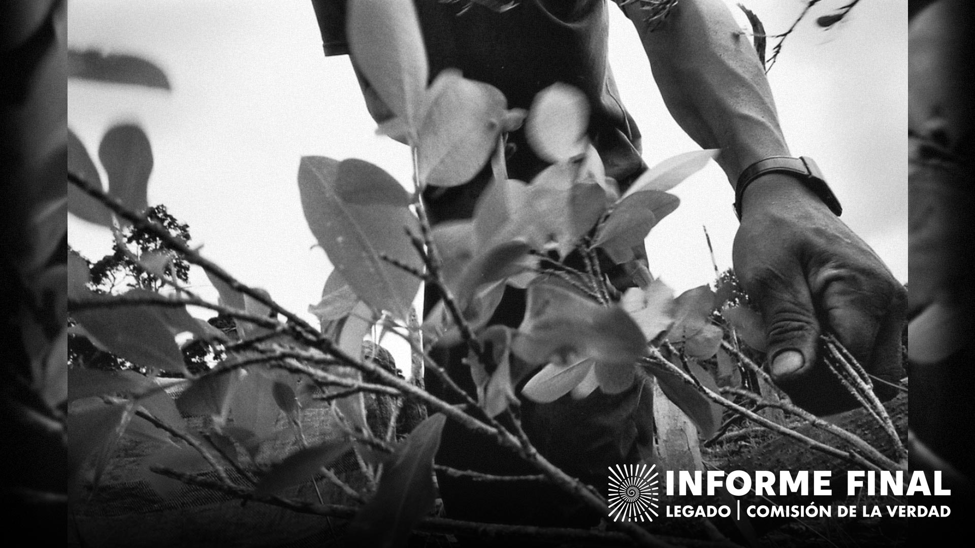Cosecha de coca. «Esta familia de cuatro integrantes maneja una finca cocalera. Con la ayuda de familiares y vecinos, siembran, cosechan y producen pasta de coca que se utiliza para la producción de cocaína. Ganan alrededor de USD$1000 anuales, después de gastos. Algunas de sus principales preocupaciones son las fumigaciones del gobierno, redadas de la policía, y hostigamientos tanto de la guerrilla como de grupos paramilitares».